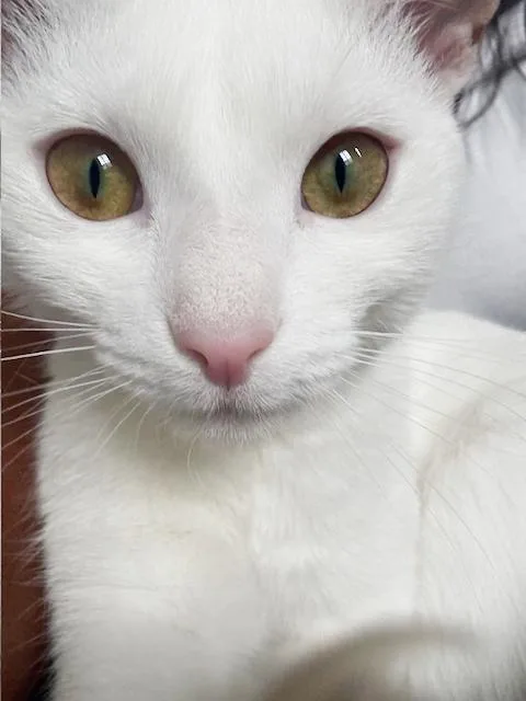 Biscotti Is A Lover thumbnail 4