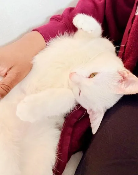 Biscotti Is A Lover thumbnail 5