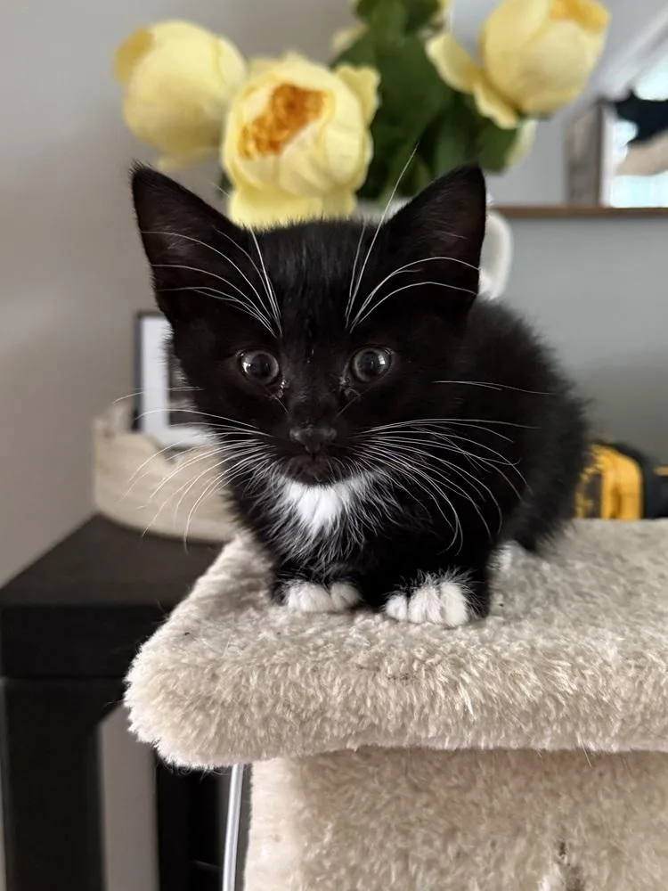 A baby small-sized male Domestic Short Hair cat named Frog Aka Pascal for adoption in Ferndale, MI