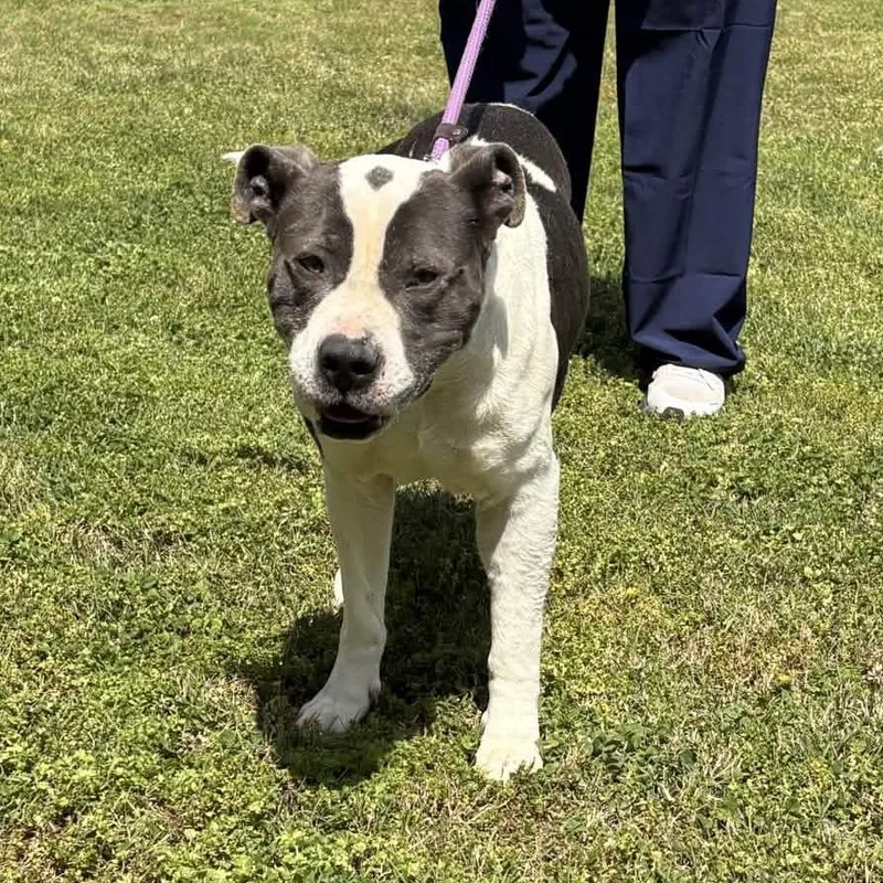 An adult large-sized male Gray / Blue / Silver American Staffordshire Terrier dog named Thurman for adoption in Greenville, SC