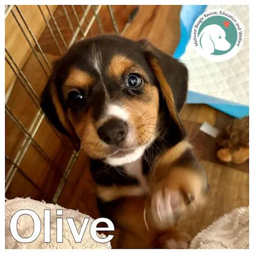 Olive thumbnail 2