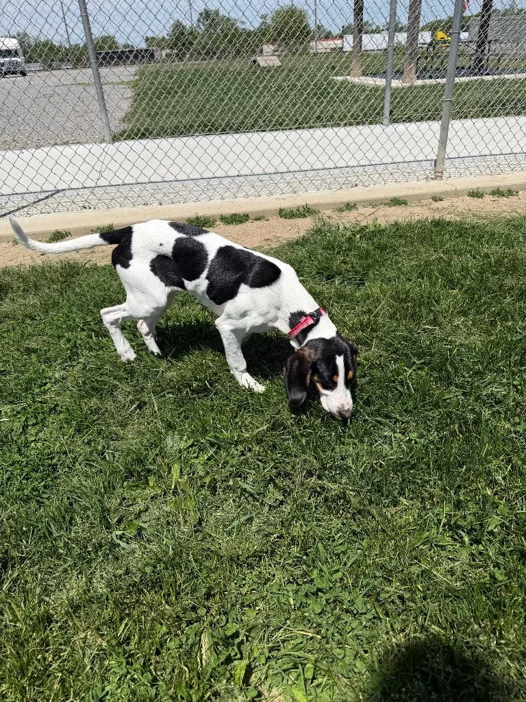 A baby large-sized female Treeing Walker Coonhound dog named Mckenna for adoption in Pierceton, IN