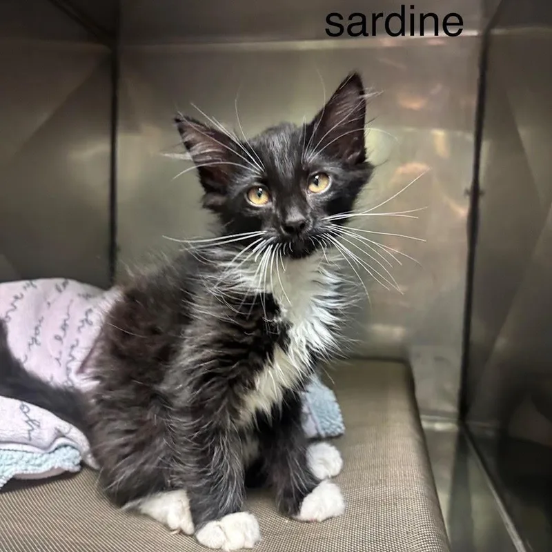 A baby small-sized male Black Domestic Long Hair cat named Sardine for adoption in League City, TX