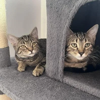 A baby small-sized female Domestic Medium Hair cat named Wausau for adoption in St. Louis, MO
