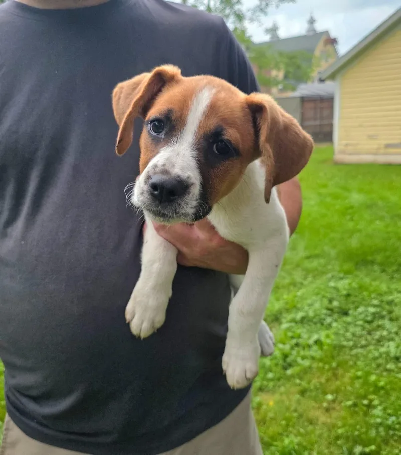 A baby large-sized female Mountain Cur dog named Meadow for adoption in Salamanca, NY