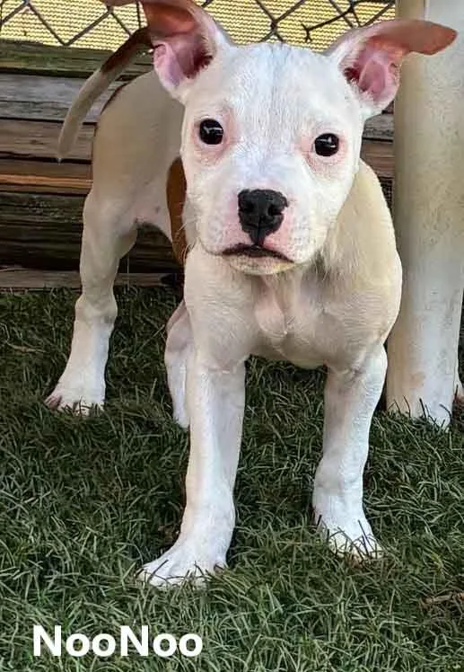 A young medium-sized female White / Cream American Bulldog dog named Noonoo for adoption in Washington, GA