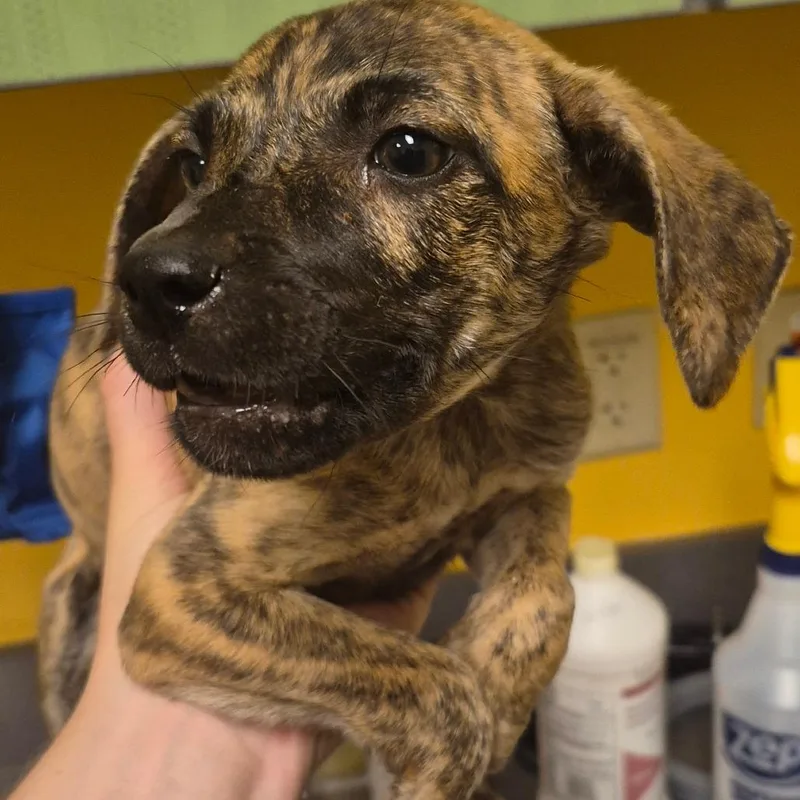 A baby medium-sized male Brindle Mixed Breed dog named Doc for adoption in Bend, OR