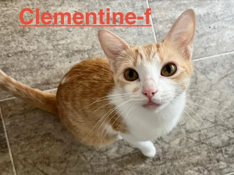 A baby small-sized female Tabby cat named Clementine for adoption in Brookhaven, MS