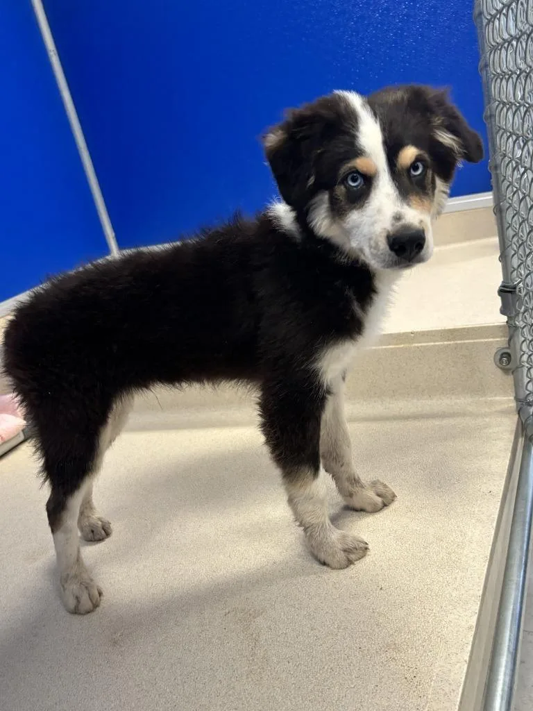 A baby small-sized male Australian Shepherd dog named Boots for adoption in Moriarty, NM