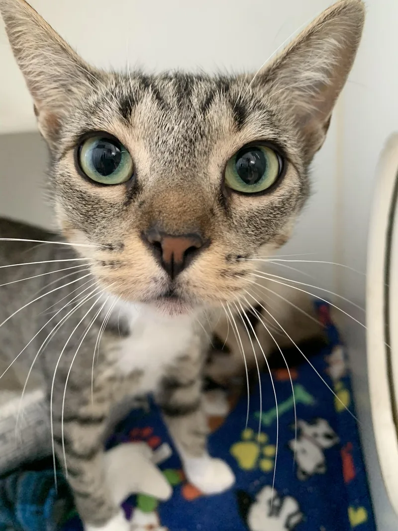 An adult medium-sized female Tabby (Brown / Chocolate) Domestic Short Hair cat named Mom Jeans for adoption in Grass Valley, CA