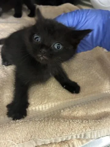 A baby small-sized female Domestic Medium Hair cat named Venus for adoption in San Martin, CA