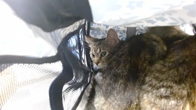 A young medium-sized female Domestic Short Hair cat named Bear for adoption in Oklahoma City, OK