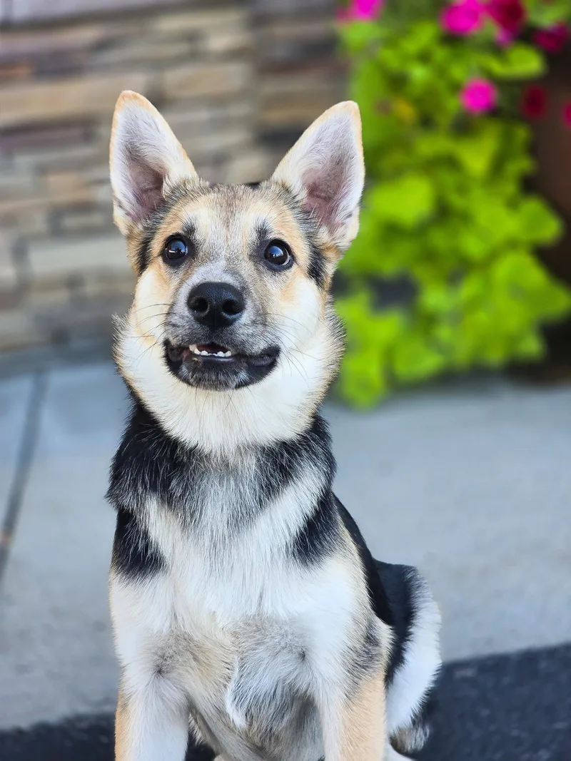 A baby medium-sized female German Shepherd Dog dog named Ziggity for adoption in Salt Lake City, UT