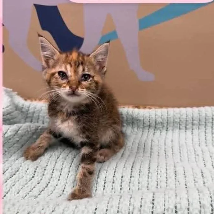 A baby small-sized female Brown / Chocolate Domestic Short Hair cat named Wonda In Manchester  for adoption in Alexandria, VA
