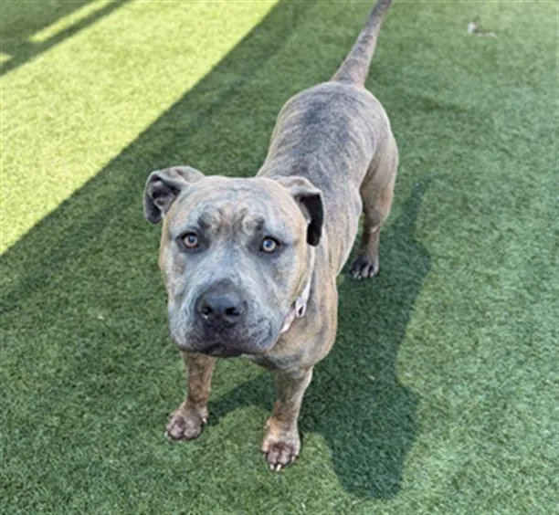 An adult large-sized female Mixed Breed dog named Luna for adoption in Dallas, TX
