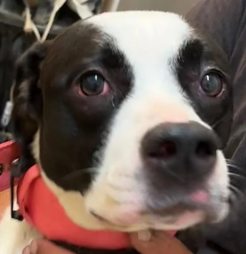 An adult medium-sized female Pit Bull Terrier dog named Montana for adoption in Elizabethton, TN