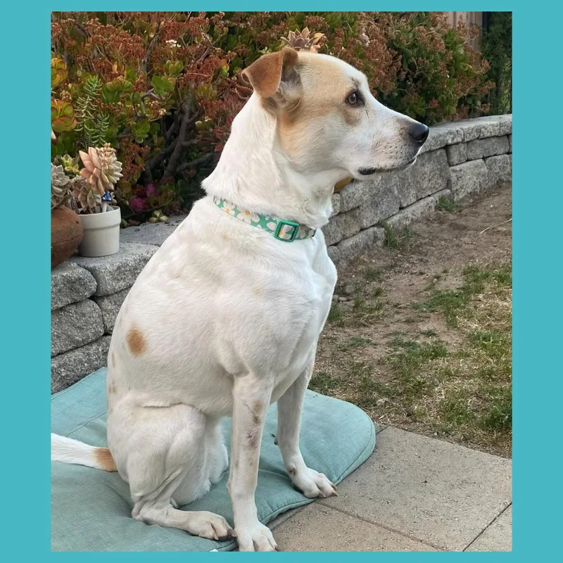 A baby medium-sized female Mixed Breed dog named Paz for adoption in San Diego, CA