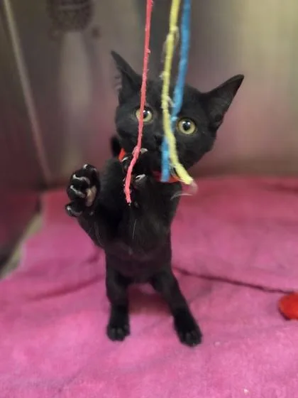 A baby small-sized female Domestic Short Hair cat named Phoebe for adoption in Westland, MI