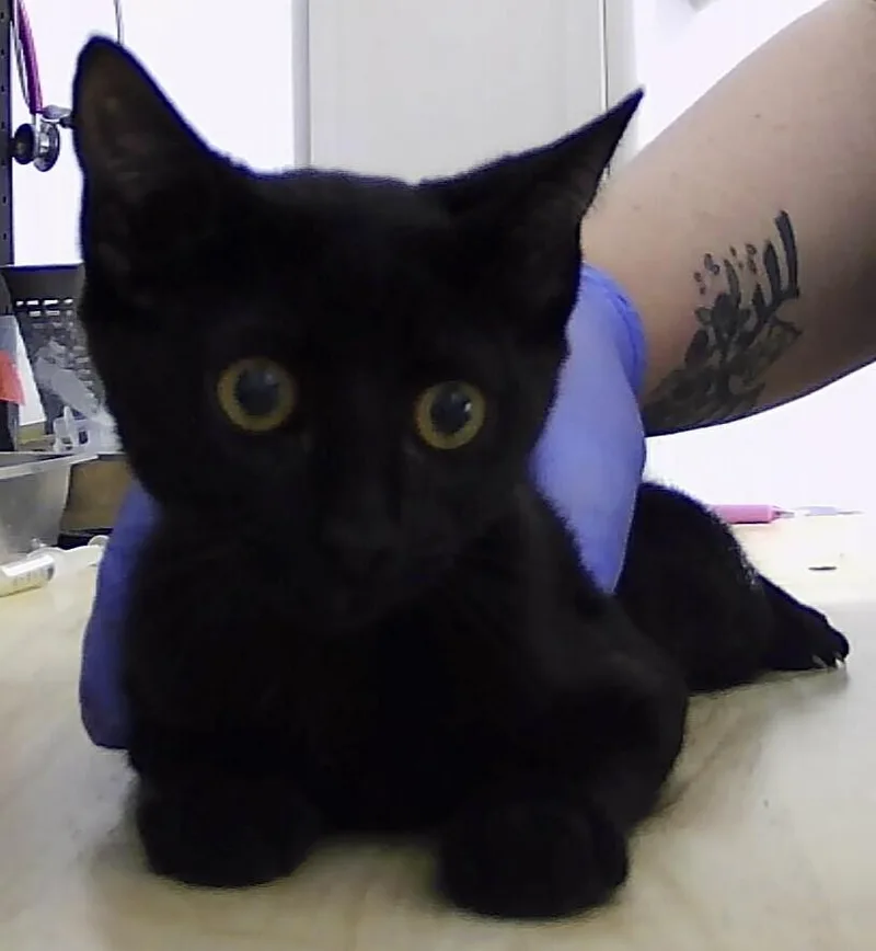 A baby small-sized female Black Domestic Short Hair cat named Addison for adoption in Anoka, MN