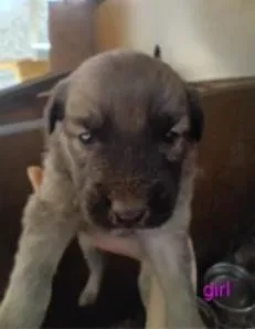 A baby medium-sized female Mixed Breed dog named Fawn for adoption in West Chester, PA