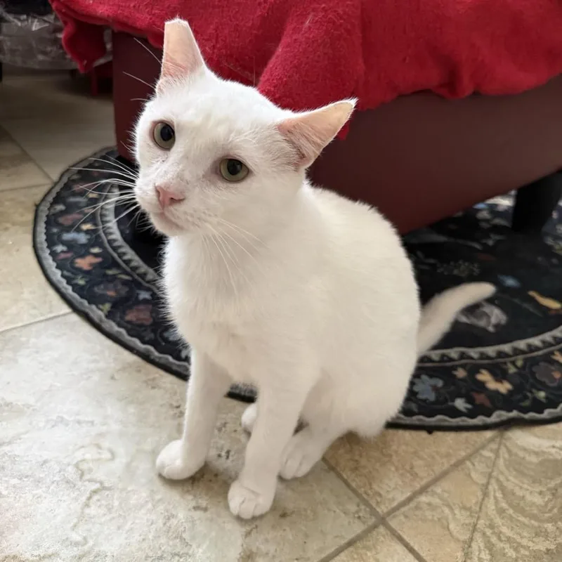 An adult medium-sized male White Domestic Short Hair cat named Mako for adoption in Bridgeville, PA