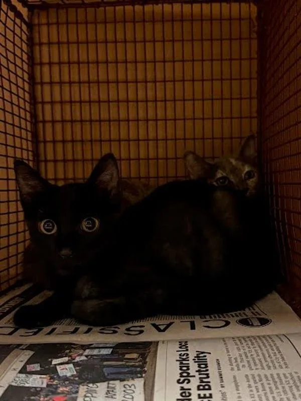 A baby small-sized male Domestic Short Hair cat named Finn for adoption in Austin, TX