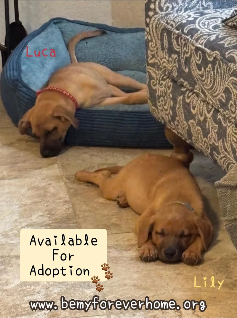 A baby medium-sized female Beagle dog named Lily for adoption in Plano, TX