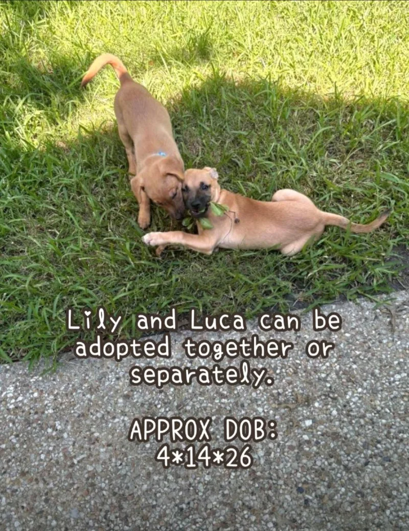 Lily thumbnail 3