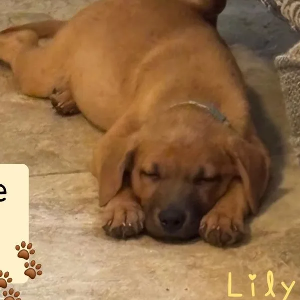 Lily thumbnail 4