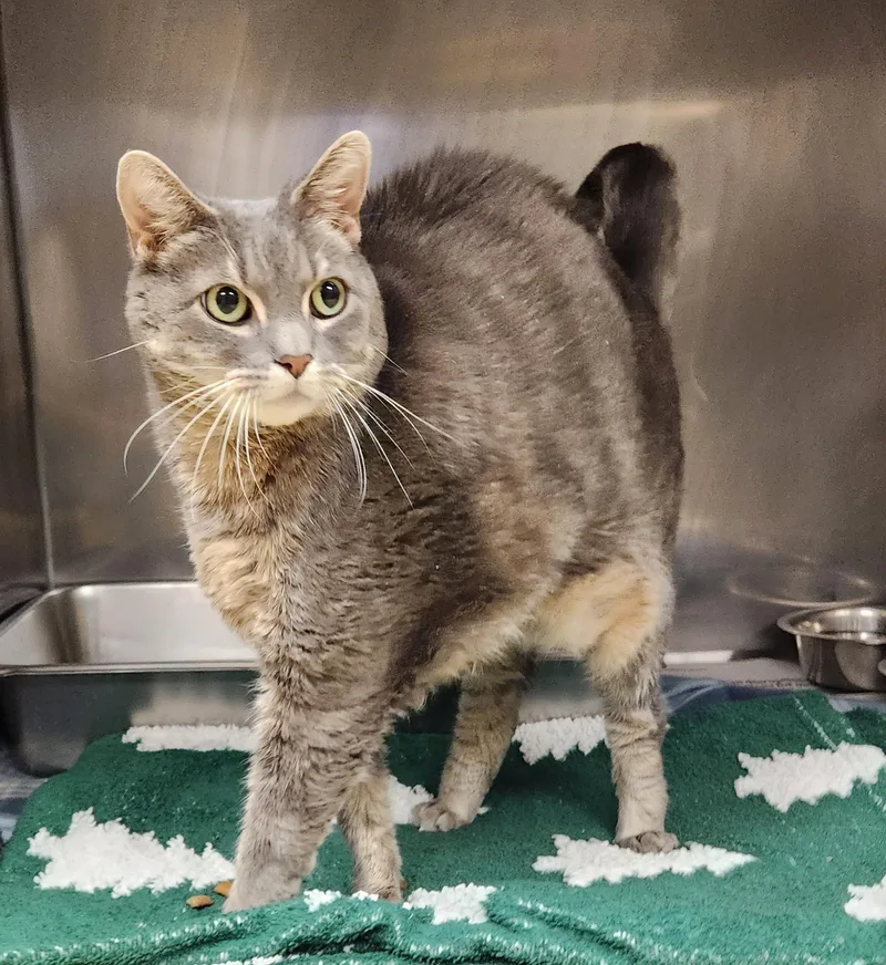 A young medium-sized female Tabby (Gray / Blue / Silver) Domestic Short Hair cat named Neytiri for adoption in Clayton, NJ