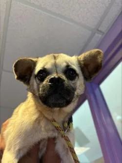 A young medium-sized male Yellow / Tan / Blond / Fawn Pug dog named Scruff for adoption in El Paso, TX