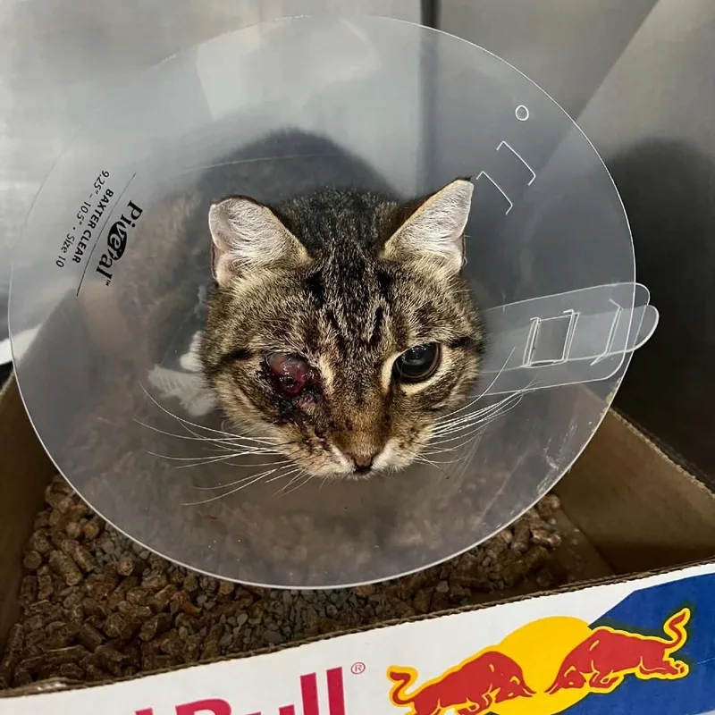 An adult medium-sized female Brown / Chocolate Domestic Short Hair cat named SVASStray for adoption in Verona, VA
