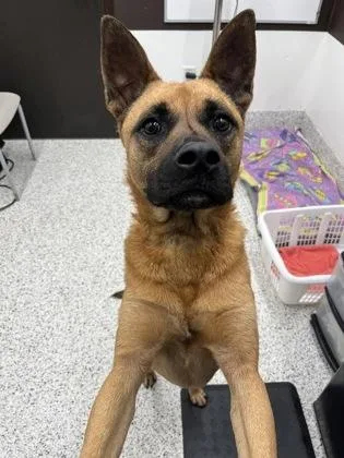 An adult medium-sized male Mixed Breed dog named Rex for adoption in Atlanta, GA