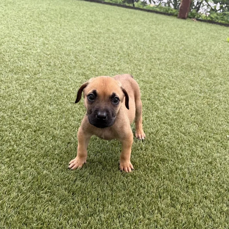 A baby small-sized male Yellow / Tan / Blond / Fawn Mixed Breed dog named Chrissy for adoption in LOXAHATCHEE, FL