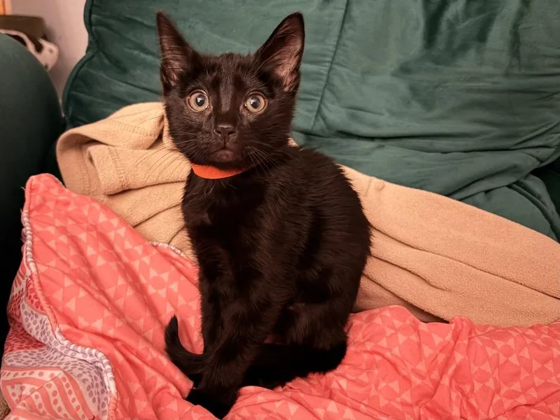 A baby small-sized male Black Domestic Short Hair cat named Boo for adoption in Orlando, FL