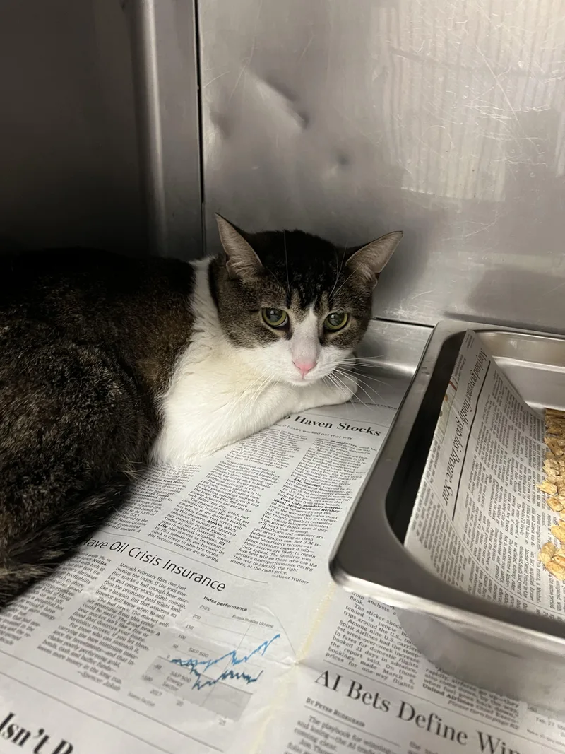An adult medium-sized male Domestic Short Hair cat named Ollie for adoption in Chatsworth, CA