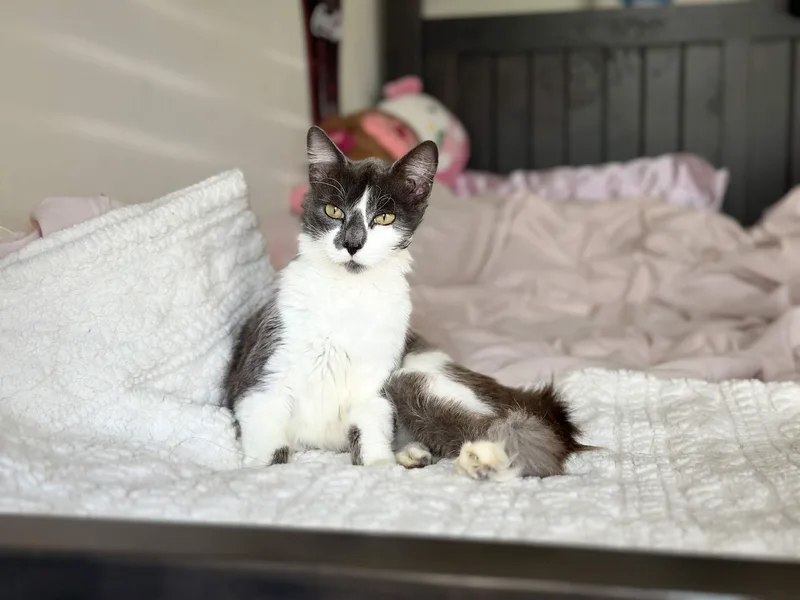 An adult medium-sized female Gray & White Domestic Medium Hair cat named Princess Peach for adoption in Houston, TX