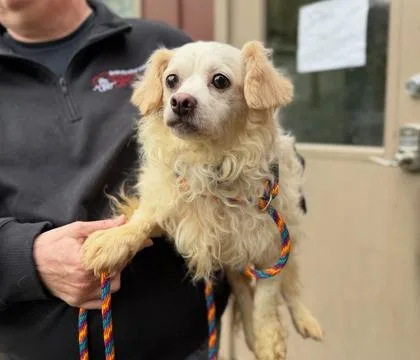 An adult medium-sized male Mixed Breed dog named Viburnum for adoption in West Chester, PA
