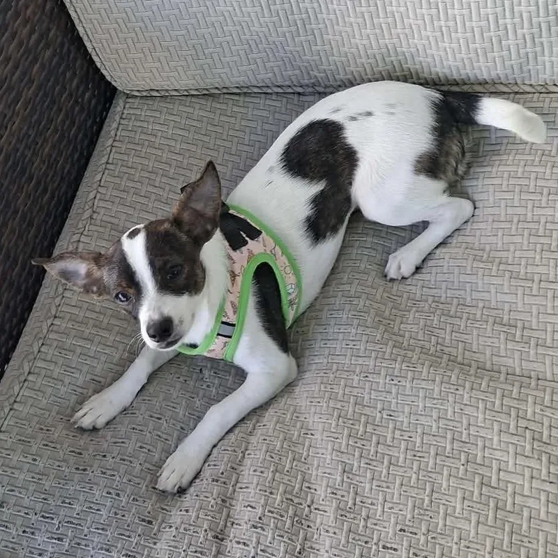 A young small-sized female Chihuahua dog named Pebbles for adoption in Milwaukee, WI