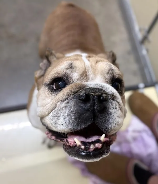 An adult medium-sized female English Bulldog dog named Pebbles for adoption in Sioux City, IA