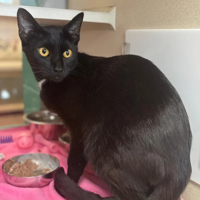 An adult medium-sized female Black Domestic Short Hair cat named Wilma for adoption in Marshalltown, IA