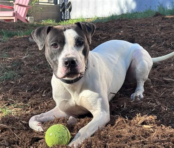 A young large-sized female Bull Terrier dog named Miss Enigma for adoption in Denver, CO