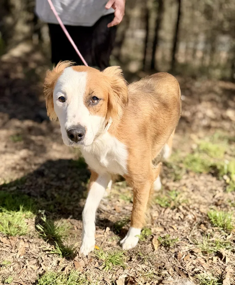 Butterfly thumbnail 2