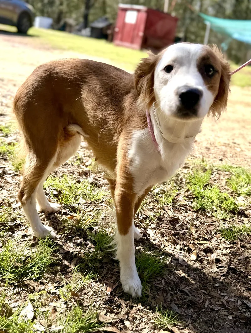 Butterfly thumbnail 3