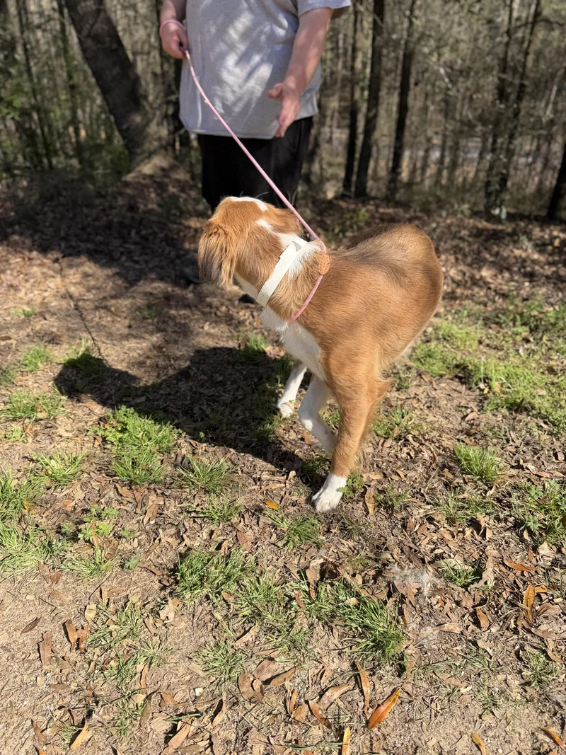 Butterfly thumbnail 4