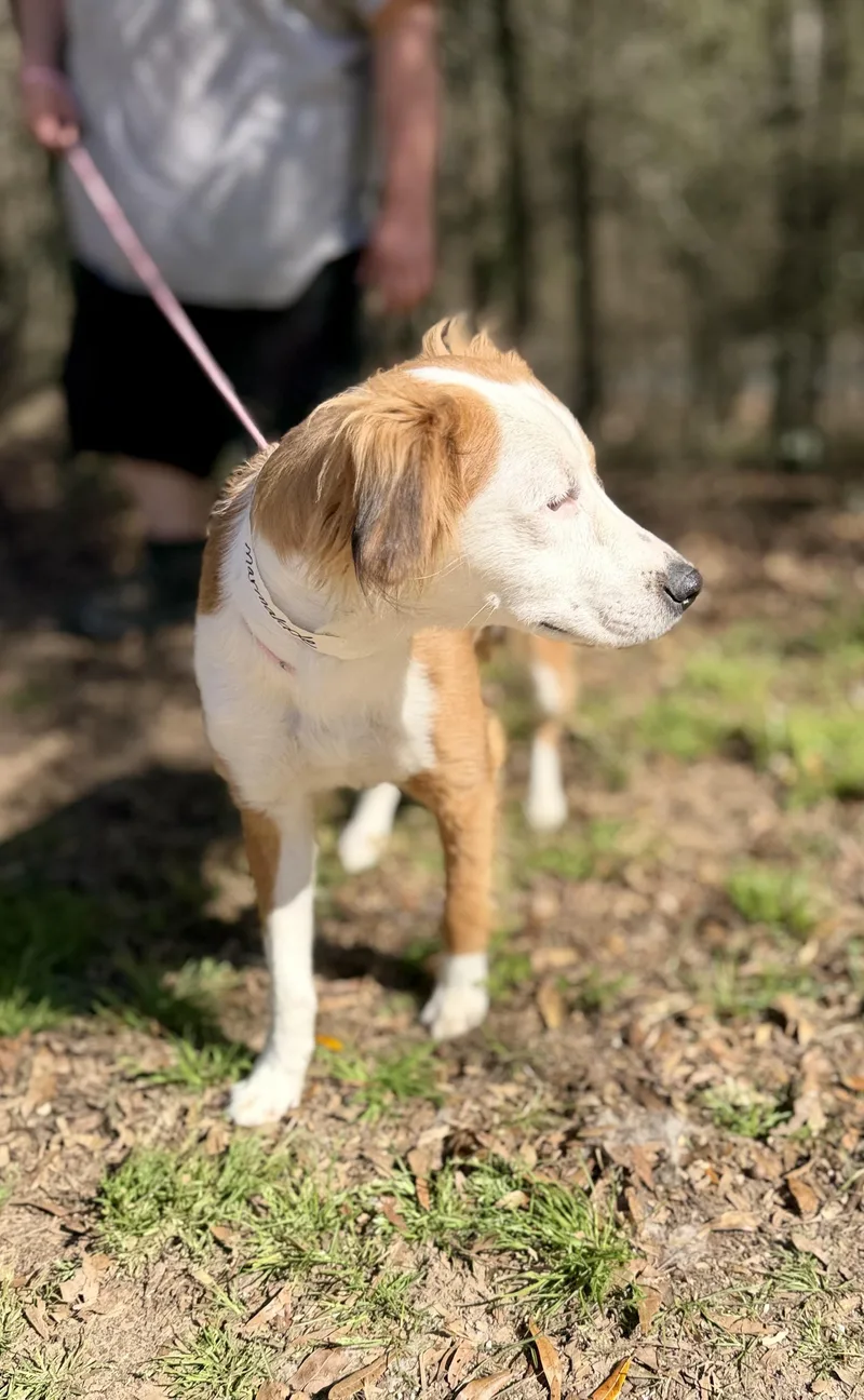 Butterfly thumbnail 5