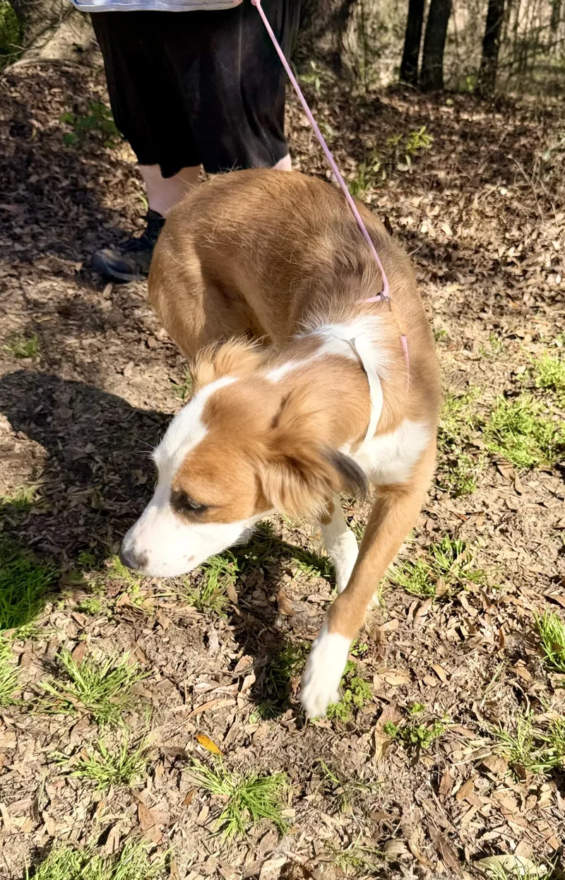 Butterfly thumbnail 6