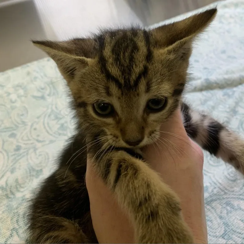 Baby Tiger thumbnail 4