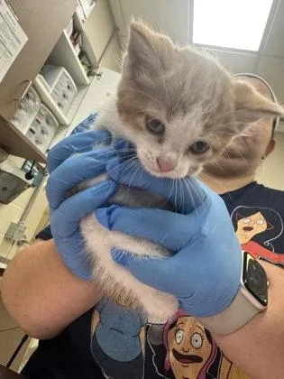 A baby small-sized male Domestic Short Hair cat named Eric for adoption in Fishers, IN
