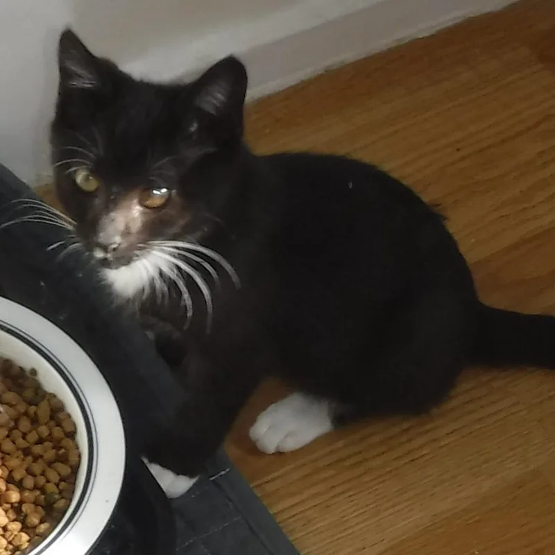 A baby medium-sized male Tuxedo cat named Dean Handsome & for adoption in Hoquiam, WA